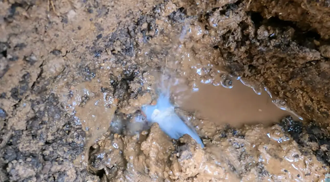 地中の給水管から水が噴き出している漏水箇所